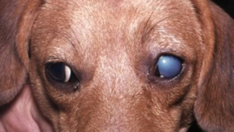 Hepatitis Contagiosa Canis - Hepatit