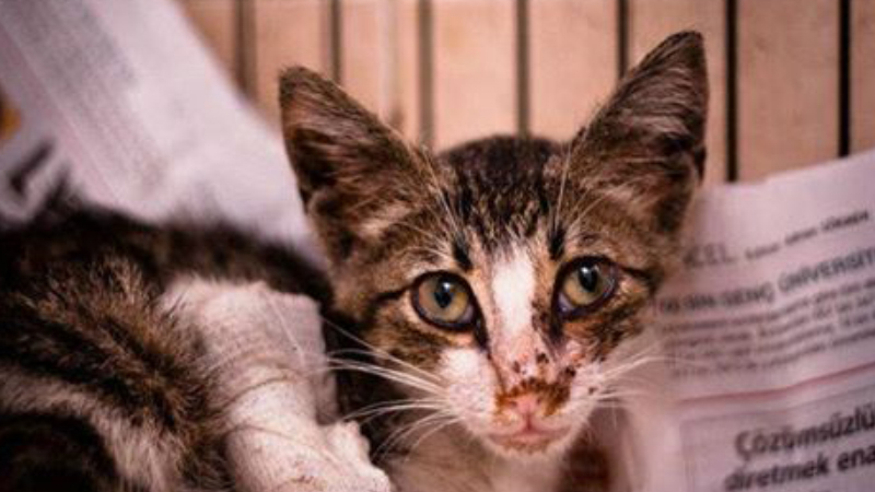 Kedilerde Herpes Virus Enfeksiyonu Feline Viral Rhinotracheitis