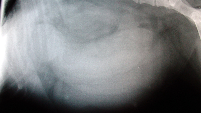 Pyometra - Rahim İltihabı 01