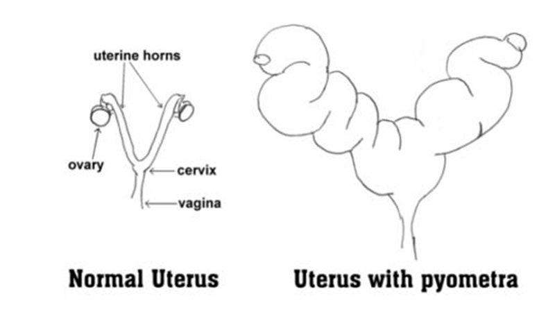 Pyometra Rahim Iltihabi